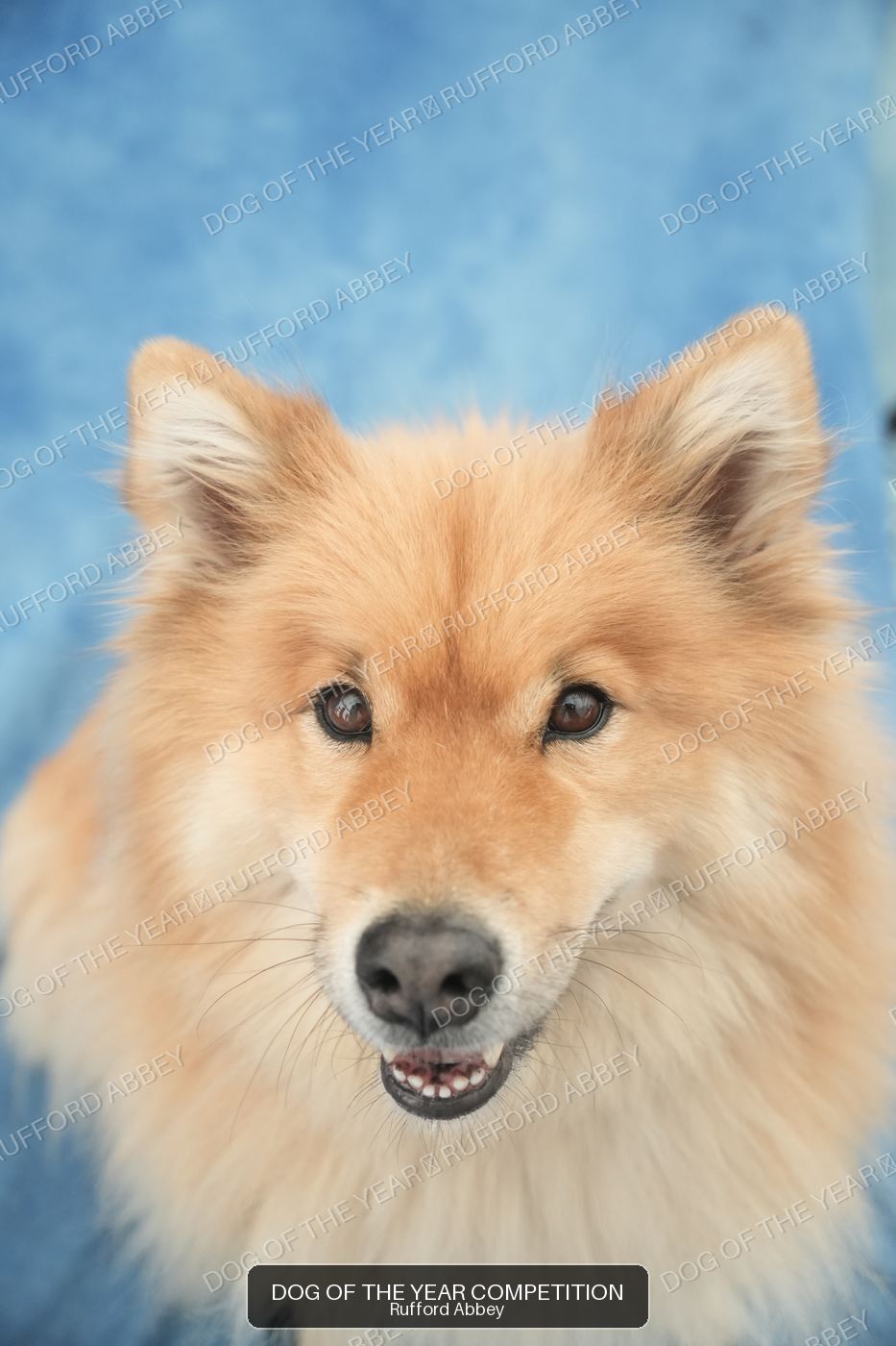 Rudi
