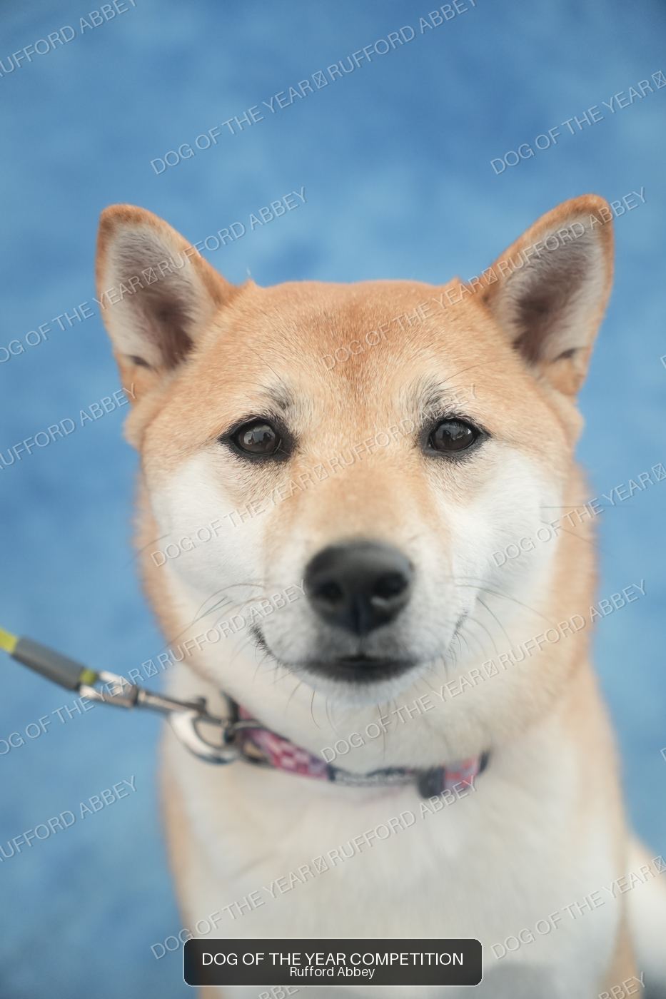 Suki
