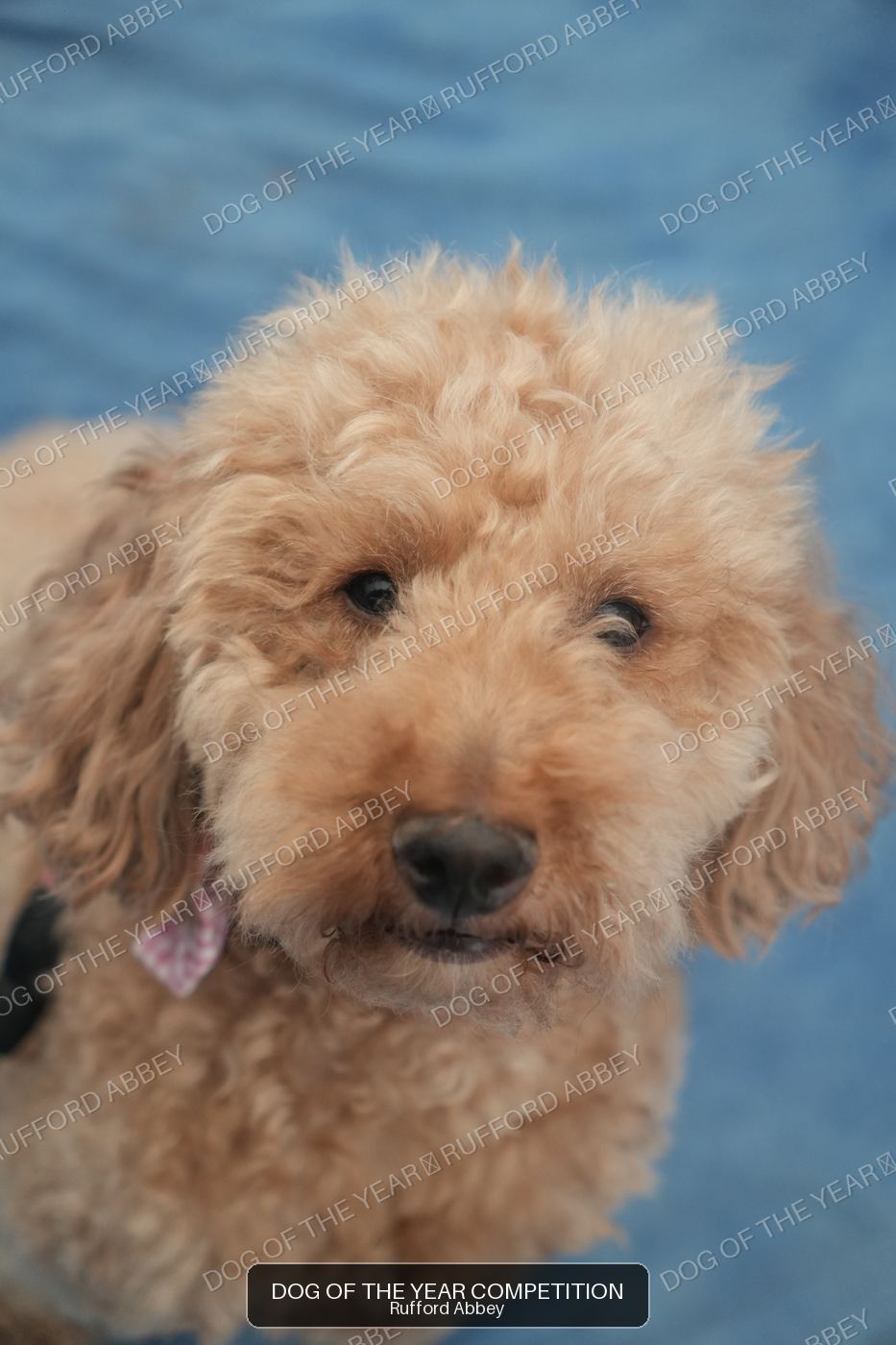 Biscuit