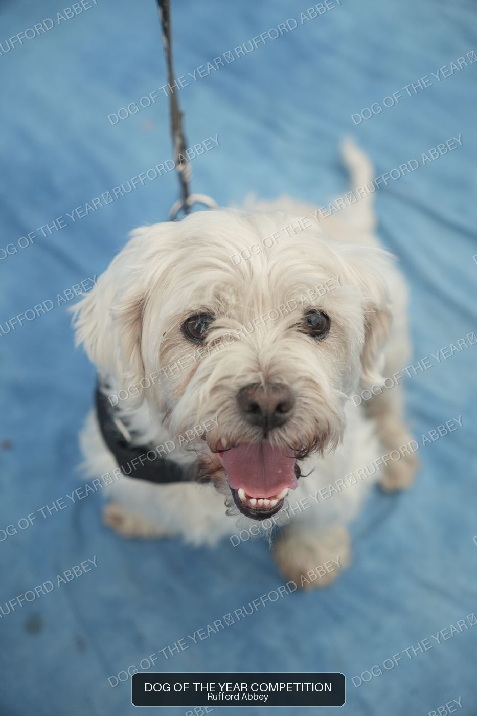 Alfie