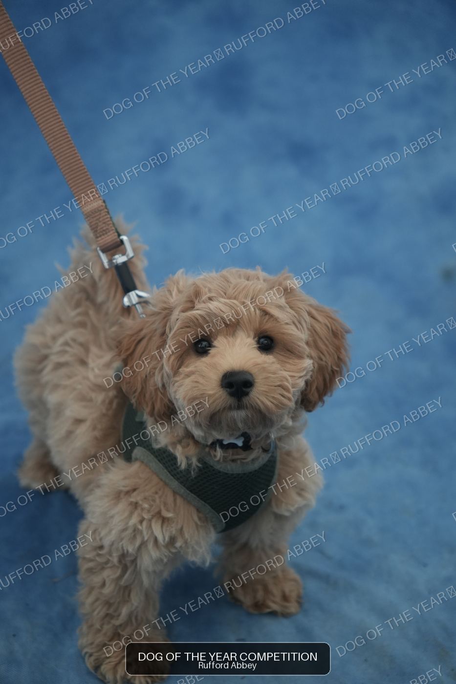 Cooper