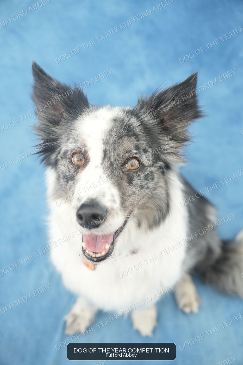 Scout